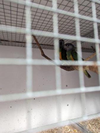 Image 3 of 10 month Senegal parrot for sale