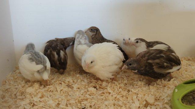 Image 2 of 18 Button/Chinese Painted Quail hatching eggs