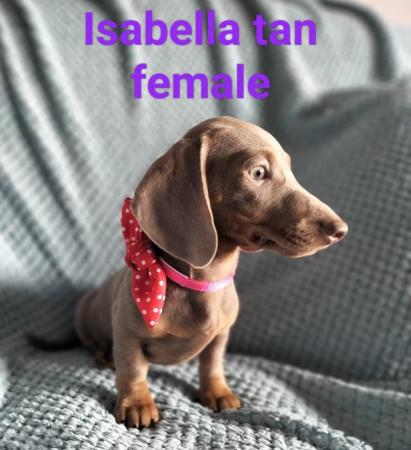 Image 3 of Only 2 girls left!! Mini dachshund puppies KC REG
