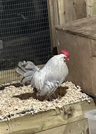 Image 1 of Dutch/D’Andvers cockerel from last years hatch. Free.