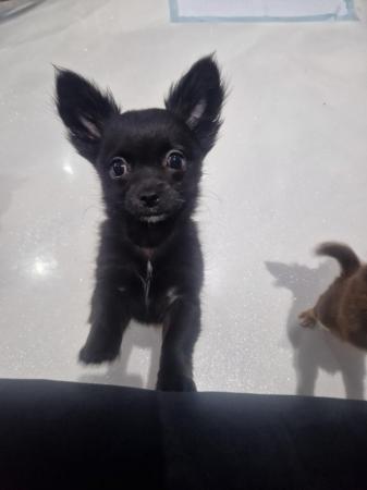 Image 4 of chihuahua black boy  ready now