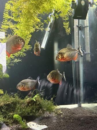 Image 8 of 6 red belly piranhas for sale