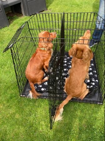 Image 5 of Dog cage for car  Pet World double/single for car