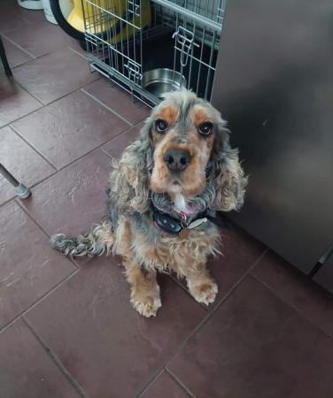 Image 4 of 5yr old show type cocker spaniel. Sable