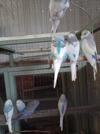 Image 3 of Baby budgies all beautiful colours