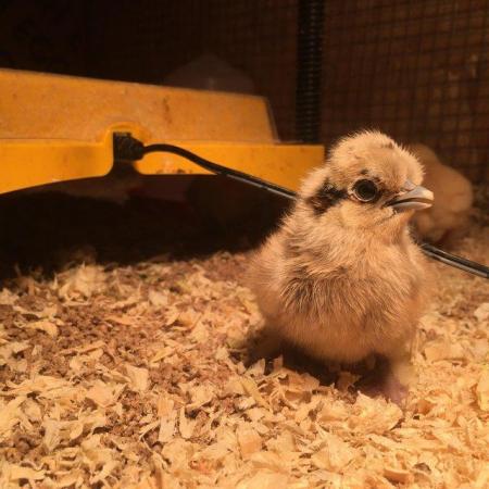 Image 2 of Unsexed day-old silkie, pekin & sablepoot chicks