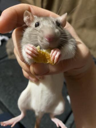 Image 6 of 9 weeks old baby rats for sale, handled since birth