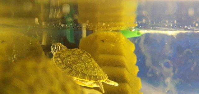 Image 4 of Turtles for Sale at both of our stores