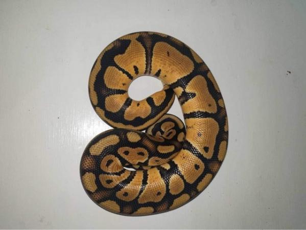 Image 3 of Royal pythons various morphs for sale