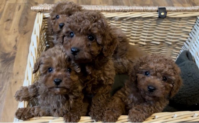 Preview of the first image of Toy Cavapoo puppies Available.