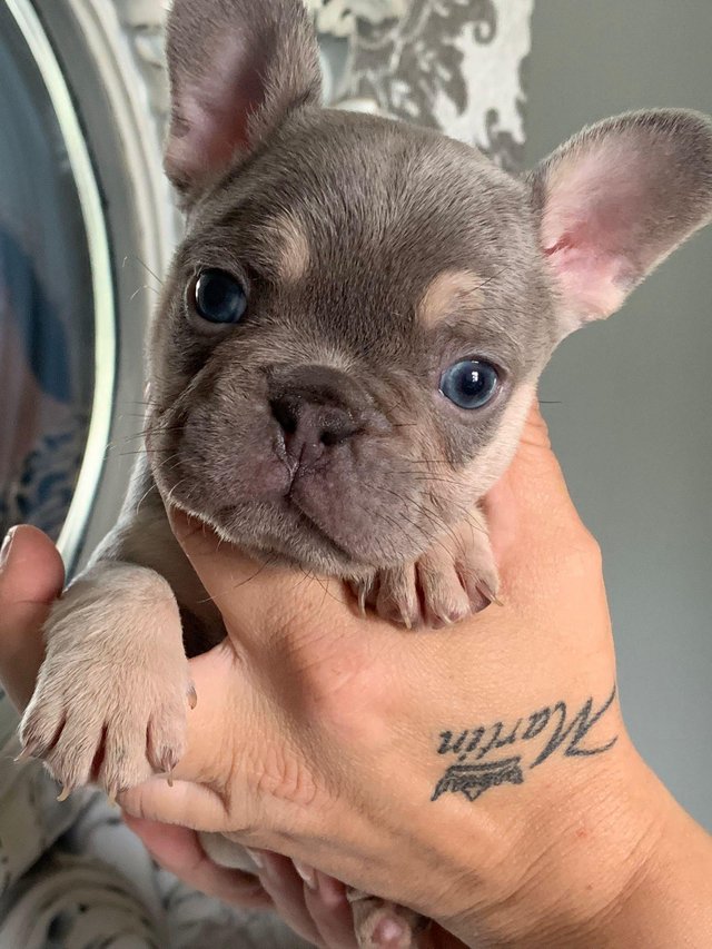 Preview of the first image of French bull dog puppies kc registered.