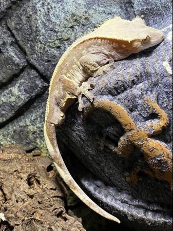 Image 8 of Crested Gecko w/ Exo Terra 45x45x60cm (18x18x24")