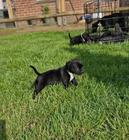 Image 12 of Gorgeous Staffy cross puppies