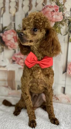 Image 2 of KC Deep Red Toy Poodle for stud