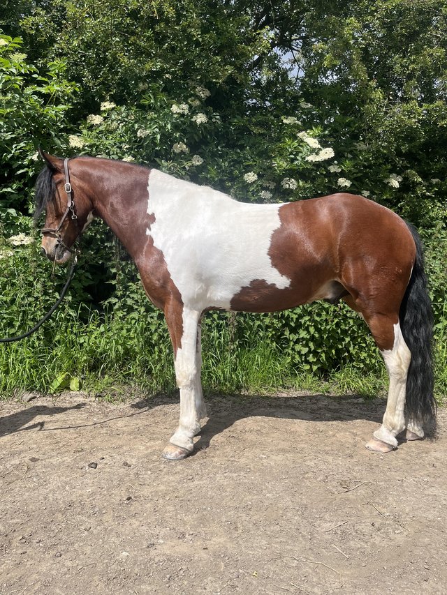 Preview of the first image of 14.2 5yrs Super Sweet Gelding.