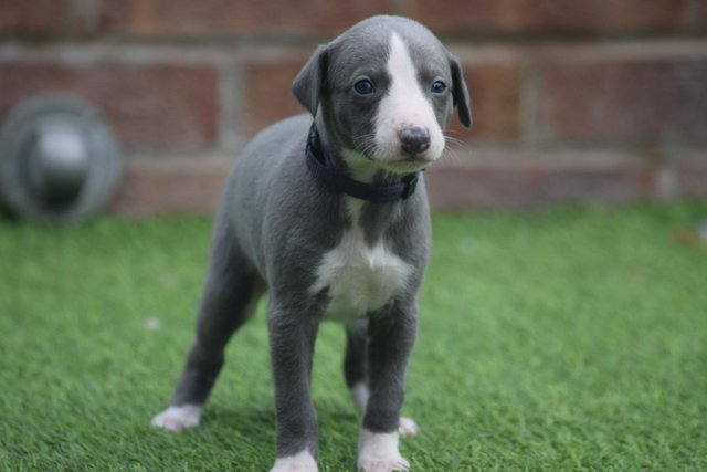 Image 6 of Stunning KC Whippet Pups For Sale