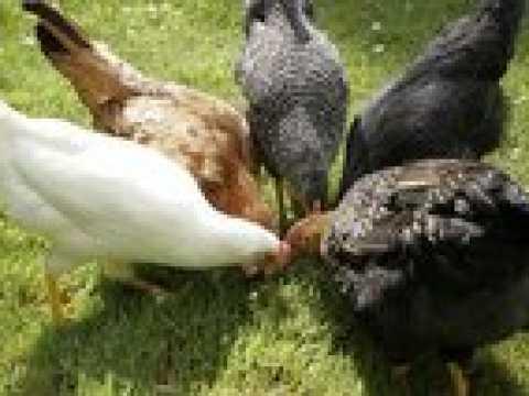 Image 6 of POL......Chickens for sale...available now..Vaccinated.....