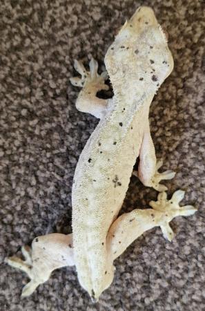 Image 4 of Breeding pair of dalmatian crested geckos