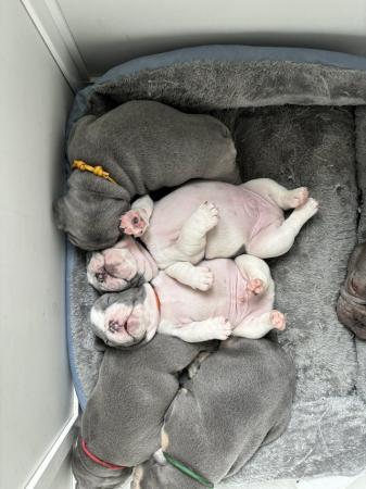 Image 11 of 5 Stunning French bulldogs lilac tan blue pied