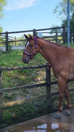 Image 1 of EXPERIENCED sharer wanted for 16.3 warmblood youngster