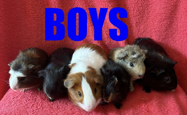 Preview of the first image of Baby boy/male/boar Guineapigs ready june.