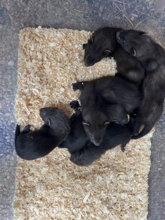 Image 5 of 9 weeks old Black Ferrets