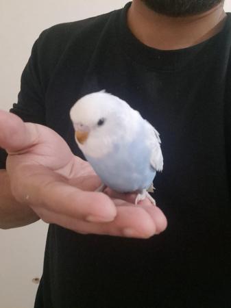 Image 2 of Young baby budgies hand tamed for sale