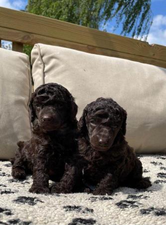 Image 5 of Gorgeous chocolate brown Miniature Poodle Puppies