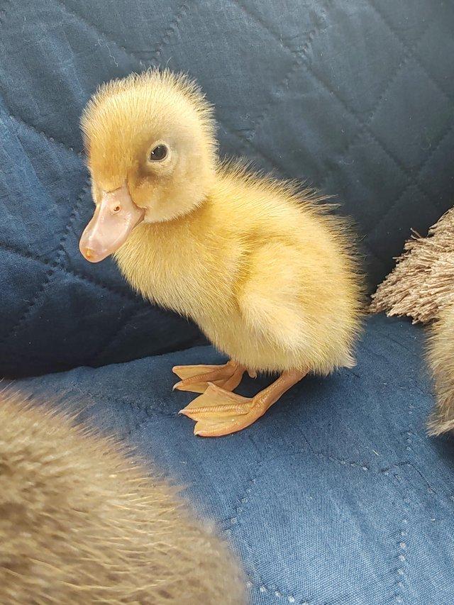 Preview of the first image of Indian runner ducklings  day old.