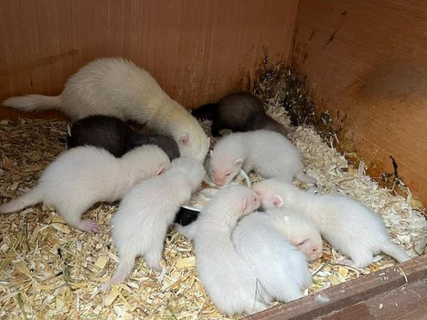 Image 5 of Ferret kits for sale different colours