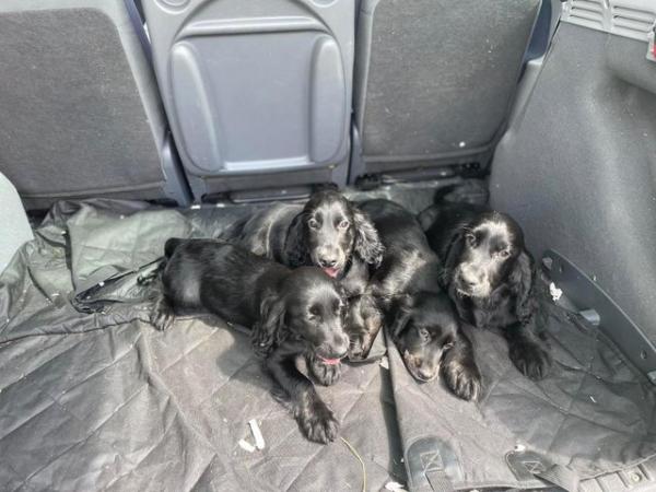 Image 16 of Cocker spaniel puppies for sale *ready to leave*