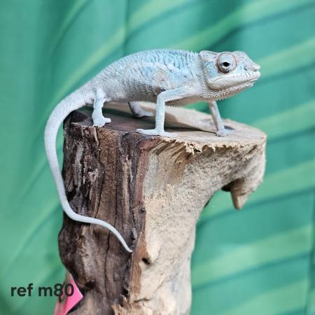 Image 1 of Baby true blue nosy be panther chameleon males