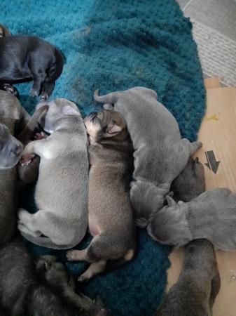 Image 6 of Staffy x lhasopuppies ready end August