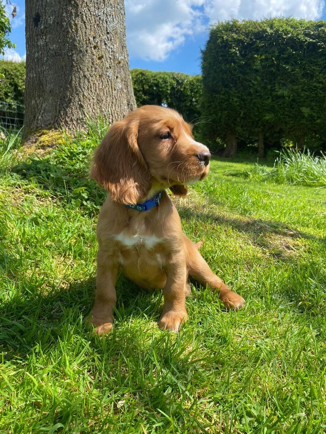Preview of the first image of Gorgeous Red Cocker Spaniel.