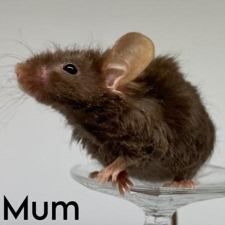 Image 1 of Two Baby Male Mice Looking For Homes