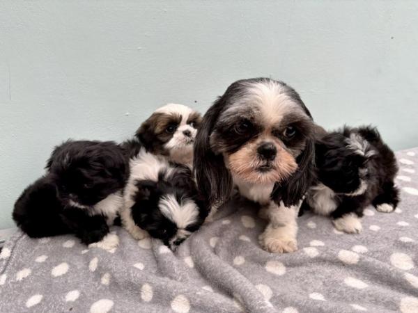 Image 2 of ABSOLUTELY ADORABLE SHIHTZU PUPPIES
