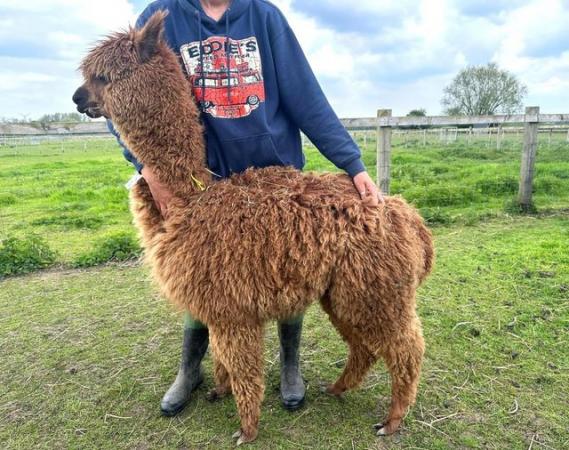 Image 4 of Alpaca female. Top quality, Champion sired, BAS registered