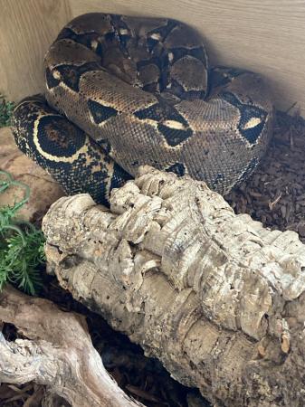 Image 13 of Female and male boas with set ups