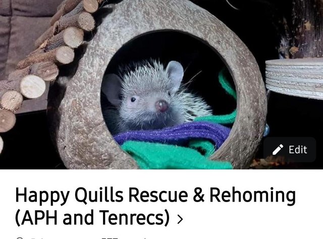 Preview of the first image of Happy quills rescue and rehoming.