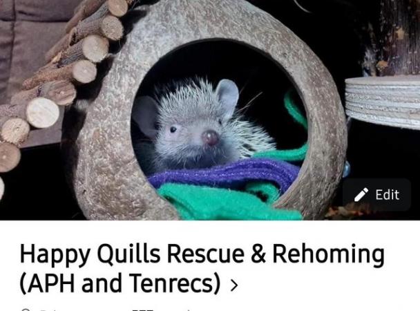 Image 1 of Happy quills rescue and rehoming
