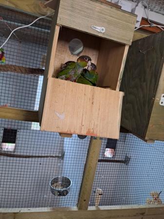 Image 6 of 2023 Blue throated conures