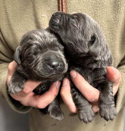 Image 5 of Last 1 - Stunning Charcoal Boys Labrador Pups