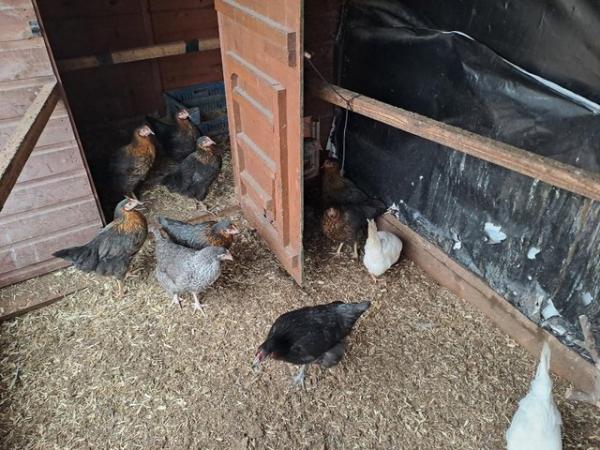 Image 8 of CHICKENS......available now...(vaccinated/DEFRA reg)........