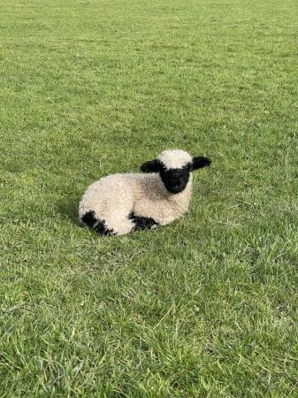 Image 4 of Pedigree Valais Blacknose Sheep with Ewe Lamb at Foot