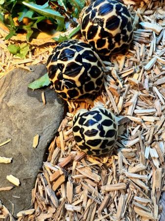 Image 3 of Indian Star Tortoises for sale