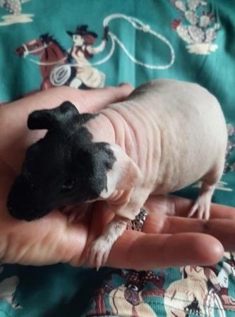 Image 7 of Pedigree baby skinny pig