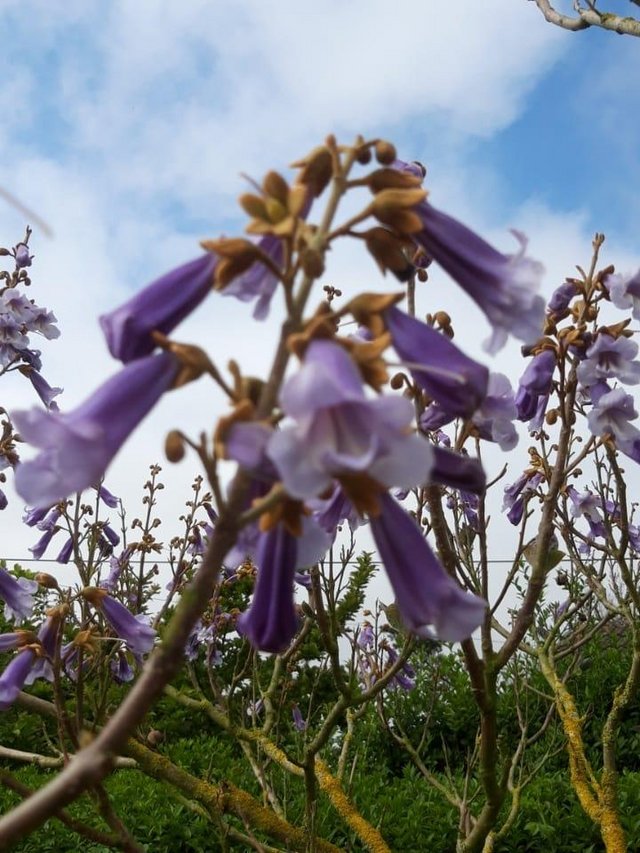 Preview of the first image of Paulownia Tomentosa (Foxglove Tree) 2nd year.