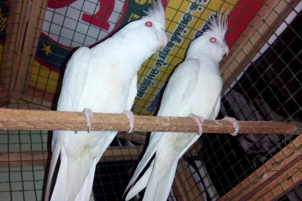 Image 4 of Cockatiels For Sale Albino And Lutino