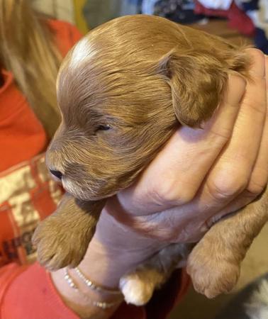 Image 10 of Gorgeous red/apricot cavapoo puppies VIEWING NOW!
