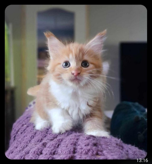 Preview of the first image of Maine Coon Kittens ONE GIRL LEFT!.